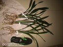 華香園綠植花卉蘭花苗濃香墨蘭【金華山】辦公室內(nèi)盆栽盆景耐陰植物多肉 金華山2苗 不帶花苞 裸根發(fā)貨 曬單實(shí)拍圖