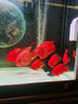 馬印神燈金龍魚燈魚缸潛水燈LED防水紅龍增艷三基色水族發(fā)色燈固色燈 馬印神燈【紅龍增艷型9000K】【52cm】 曬單實拍圖