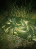 中西釣線(xiàn) 魚(yú)線(xiàn)主線(xiàn)純蠶絲強勁拉力耐磨柔軟尼龍魚(yú)線(xiàn)競技黑坑高檔釣線(xiàn)50米 純蠶絲（主） 50米 3.0 曬單實(shí)拍圖