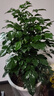 拓塞幸福樹(shù)客廳盆栽大型綠植室內辦公室植物四季常青喬遷開(kāi)業(yè)送禮盆景 叢生幸福樹(shù)40-50cm(加侖盆) 含盆 曬單實(shí)拍圖
