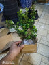 語(yǔ)墨羅漢松樹(shù)苗 小米葉羅漢松辦公室盆景雀舌羅漢松盆栽 黑珍珠羅漢松 黑珍珠3年 不含盆 曬單實(shí)拍圖
