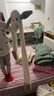 允娜兒童耳朵會(huì)動(dòng)可愛(ài)小狗帽子男圍巾一體冬季男女孩毛絨帽保暖護(hù)耳帽 咖色 曬單實(shí)拍圖