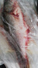 品鮮肴淡水魚(yú)生態(tài)淡水鱸魚(yú)無(wú)小刺河鱸魚(yú)漁民現捕鮮活魚(yú)現殺淡水海鮮水產(chǎn) 750-800g（凈膛前重量） 現殺1條 曬單實(shí)拍圖