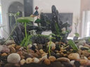 海諳金晶超白魚缸大型中型小型水族箱烏龜缸長方形正方形客廳造景魚缸 直角超白10*10*10cm/4毫米 曬單實拍圖