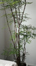 花財(cái)主大型盆栽綠植 檸檬樹鴨腳木發(fā)財(cái)樹天堂鳥綠植室內(nèi)客廳大盆栽 南天竹-1.5-1.6米【圓球盆】 含盆 曬單實(shí)拍圖
