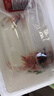 墨之瑤金魚觀賞魚活魚好養(yǎng)耐活淡水冷水魚苗養(yǎng)不死蘭壽蝶尾斗魚熱帶孔 金魚隨機5條4-6cm(4+1備損) 曬單實拍圖