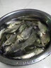 豐日閑 三江上魚傳統(tǒng)釣魚竿28調(diào)超輕超硬長竿打窩竿魚桿炮竿漁具 8m 三江上魚 曬單實拍圖