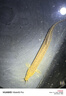 三老頭高靈敏LED硬尾夜光漂316高亮醒目日夜兩用電子漂鯽魚(yú)漂細尾浮漂 C-03輕口鯽魚(yú)  7目亮 鉛1.5g LED日夜兩用夜光漂【變色款】 曬單實(shí)拍圖