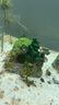 異景園魚(yú)缸霍比特屋造景海底裝飾小矮人房子樹(shù)脂擺件魚(yú)蝦躲避屋套餐假山 CH558霍比特屋（中號） 曬單實(shí)拍圖
