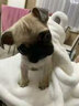 松寵巴哥沐浴露成犬幼犬狗狗洗澡用品留香香波沐浴液500毫升 巴哥浴液 曬單實(shí)拍圖