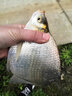 君東 魚(yú)竿君王鯉魚(yú)竿超輕超硬19調臺釣竿日本碳素28調釣魚(yú)竿手竿37調 典藏版 超輕硬8.1米 28偏19調 曬單實(shí)拍圖