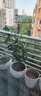 旭力金華佛手苗佛手橘室內(nèi)觀果植物花卉盆景盆栽植物佛手苗 4年苗 30cm(含)-40cm(不含) 曬單實(shí)拍圖