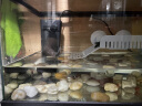 诺摩（NOMOY PET）生态鱼缸创意造景乌龟缸底部排水别墅带晒台免换水水陆缸玻璃缸 小号裸缸 晒单实拍图