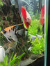 瘋狂水草神仙魚(yú)活體七彩燕魚(yú)熱帶觀(guān)賞魚(yú)淡水水族寵物熱帶耐活魚(yú)苗小型 【12條隨機】精品神仙魚(yú)3cm 曬單實(shí)拍圖