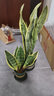 中夢(mèng)金邊虎皮蘭盆栽多肉水培植物綠植辦公室內花卉大全客廳虎尾蘭1 虎皮蘭30cm3棵【加侖盆】 含盆 曬單實(shí)拍圖