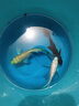 毛如意蝴蝶鯉魚(yú)球體短身大鰭長(cháng)尾冷水魚(yú)錦鯉紅色觀(guān)賞魚(yú)活體 順豐 8-10CM 黑白黃各1條貴妃 曬單實(shí)拍圖