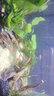 西游水族魚缸水族箱超白玻璃客廳小型迷你桌面免換水家用小金魚缸生態(tài)造景 長(zhǎng)35*寬20*高22-茂木款造景全套 曬單實(shí)拍圖
