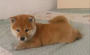 旺狗財(cái)貓柴犬幼犬活體日系日本柴犬活體純種寵物狗豆柴犬幼犬 寵物級 黃色C 弟弟 曬單實(shí)拍圖