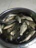 豐日閑 三江上魚傳統(tǒng)釣魚竿28調(diào)超輕超硬長竿打窩竿魚桿炮竿漁具 8m 三江上魚 曬單實拍圖