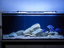 碧水風(fēng)和魚(yú)缸燈射燈筒燈造景燈原生南美溪流缸智能定時(shí)變焦可調溫草缸燈 全棲三色變焦射燈|定時(shí)|色溫可調|功率可調 曬單實(shí)拍圖