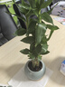 綠蔭巷子富貴竹植物迷你盆栽室內辦公室好養文昌竹綠植四季常青步步高花卉 【藍冰紋盆+竹托】3支富貴竹 曬單實(shí)拍圖