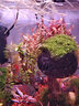 森淵（SENYUAN）魚(yú)缸活體水草中景后景荷蘭景紫丁香紅宮廷夕燒紅蝴蝶紅宮廷紅綠草 曬單實(shí)拍圖