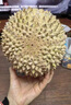 覽世馬來(lái)西亞貓山王榴蓮D197新鮮水果樹(shù)上熟冷凍整個(gè)榴蓮當(dāng)季時(shí)令生鮮 馬貓3.5-4斤（保4房性價(jià)比高） 曬單實(shí)拍圖