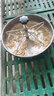 正牧小豬料槽仔豬補(bǔ)料槽豬用不銹鋼槽子產(chǎn)床保育料槽喂豬食槽小豬仔豬保育豬補(bǔ)料槽養(yǎng)殖設(shè)備 5孔不銹鋼仔豬料槽 曬單實拍圖