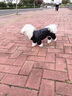 灌湘鳥狗狗羽絨服四腳寵物衣服秋冬款加厚保暖小鹿犬小型犬小狗絨棉衣 黑色【好運(yùn)】 S【建議2-3斤】 曬單實(shí)拍圖