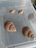 白玉蝸?；铙w寵物蝸牛巨型明珠特大蝸牛宿舍小蝸牛觀(guān)賞幼兒園家養 明珠蝸牛1只殼高4-6厘米發(fā)中通 曬單實(shí)拍圖
