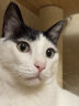 麦富迪 猫零食 冻干生肉饼混合装140g 成猫幼猫鲜肉饼干 实拍图