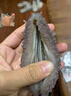 參百味大連直發(fā)開(kāi)袋即食海參野生底播遼參獨立包裝海鮮禮盒 1500g 21-30只 9S高營(yíng)養 曬單實(shí)拍圖