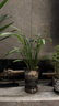 高品質(zhì)  爆盆 （大鳳素帶花苞） 四季開(kāi)花 花香 室內蘭花 6苗 帶花苞  裸根發(fā)貨 曬單實(shí)拍圖