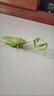 杰雅蒂大螳螂電動(dòng)玩具遙控仿真爬行小動(dòng)物搞怪整蠱兒童玩具2024新款 仿真螳螂擺件 曬單實(shí)拍圖