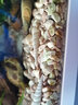 BESSN魚(yú)缸底砂造景沙石頭天然底沙水族箱裝飾白沙子鵝卵石陶粒砂小石子 芙蓉石 5斤 6~12毫米 曬單實(shí)拍圖