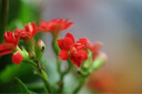 佳能（Canon）新百微鏡頭EF 100mm f/2.8L IS USM微距鏡頭 口腔牙科專用 全畫幅單反相機(jī)定焦鏡頭 新百威搭配佳能原廠UV鏡套裝 曬單實拍圖