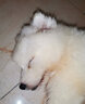 柴墨薩摩耶幼犬寵物狗狗狗活體純白澳版幼崽雪橇犬微笑天使大型犬 寵物級 【精品薩摩耶】S+ 母 曬單實(shí)拍圖