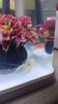 噢水噢鰲蝦觀賞蝦魚缸淡水寵物大型水族活體蝦龍紋天空藍魔紅白藍小鰲蝦 鰲蝦4厘米隨機3只 曬單實拍圖