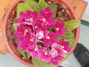 紫羅蘭盆栽花卉植物室內(nèi)花苗帶四季客廳陽臺庭院鮮花 紅紫羅蘭（原盆） 曬單實(shí)拍圖
