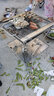 CAMPINGMOON柯曼不銹鋼燒烤網(wǎng)MT-2長(zhǎng)方形烤肉網(wǎng)MT-3 【MT-045-W2】（適配MT-045） 曬單實(shí)拍圖