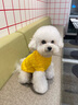 MOEPIE狗狗衣服秋冬款毛衣全棉泰迪比熊雪納瑞柴犬保暖寵物冬裝背心 黃色 M（推薦5-7斤狗狗） 曬單實(shí)拍圖
