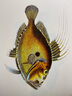 布洛赫手繪魚(yú)類(lèi)圖譜 北京大學(xué)旗艦店正版 曬單實(shí)拍圖