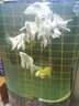 百因美（BIOZYM） 魚(yú)缸凈水包凈水劑過(guò)濾材料去黃水除腥臭去污丸過(guò)濾材蛋白棉 凈水包1000mL 曬單實(shí)拍圖