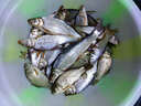 漂甄活力海藻粉藻元素藻腥黑坑鯉魚(yú)草魚(yú)青魚(yú)鳊魚(yú)鯽魚(yú)餌料 活力海藻250克 曬單實(shí)拍圖