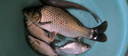 威拓森全能腥和全能香四季通用餌料野釣通殺打窩鯽魚(yú)鯉魚(yú)三體釣魚(yú)餌料 【四季配方】全能腥1包+全能香1包 曬單實(shí)拍圖