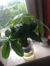 雅卉 大綠植發(fā)財樹(shù)盆栽梔子花大型植物室內辦公室客廳商場(chǎng)開(kāi)業(yè)喬遷 發(fā)財樹(shù)+水培盆 含盆 曬單實(shí)拍圖