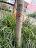 阿木木紅富士脆甜蘋(píng)果樹(shù)苗嫁接蘋(píng)果苗南北方種植庭院陽(yáng)臺盆栽地栽果樹(shù)苗 7年苗3.5厘米粗(當年結果多多) 曬單實(shí)拍圖
