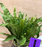 看匠 鳥(niǎo)巢蕨盆栽室內四季常青蕨類(lèi)植物富貴蕨喜陰好養耐寒花卉綠植 一盆 曬單實(shí)拍圖