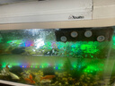 魚(yú)之眼魚(yú)缸燈led燈防水造景燈水族燈照明燈氣泡條燈管水族箱增氧氣泡燈 100cm 七彩漸變款 不帶氧氣泵 曬單實(shí)拍圖