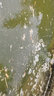湖濱漁躍魚蟲清國(guó)標(biāo)水產(chǎn)養(yǎng)殖魚藥氯氰菊酯四大家魚殺蟲錨頭蚤中華蚤魚鲺用 博晟洋-魚蟲清100ml/瓶【可用5畝/米】 曬單實(shí)拍圖
